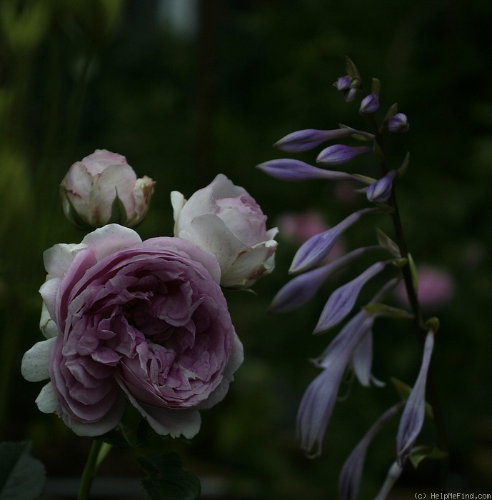 'Vesalius' rose photo