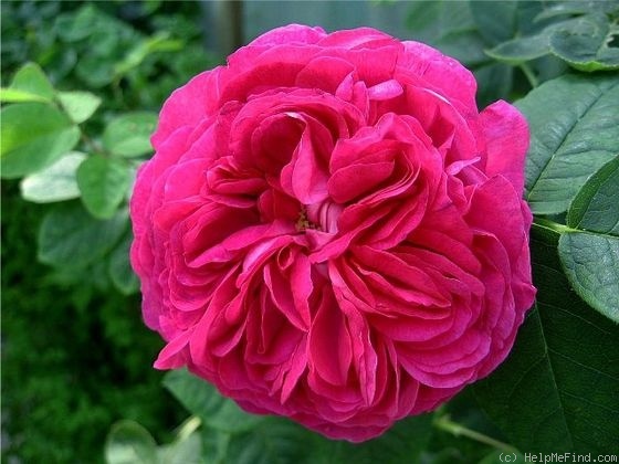 'Angelyna' rose photo