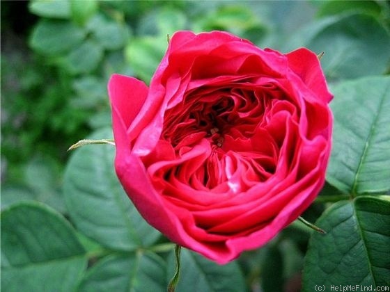 'Angelyna' rose photo