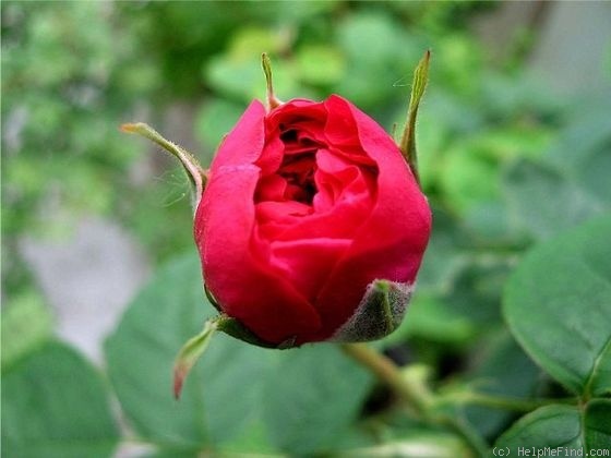 'Angelyna' rose photo