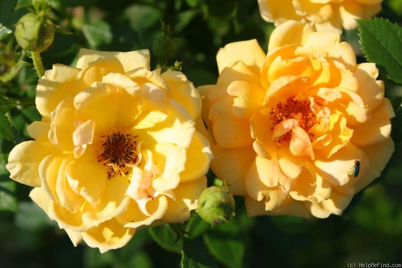 'Amber Nectar' Rose