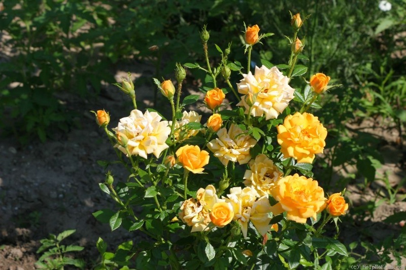 'Amber Nectar' rose photo