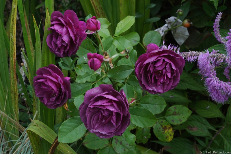 'Ebb Tide ™ (floribunda, Carruth 2001)' rose photo