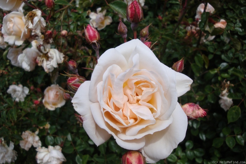 'Auguste Gervais' rose photo