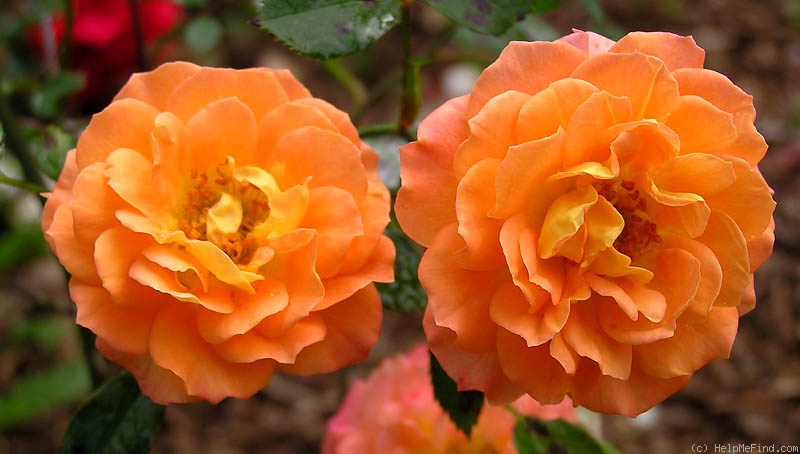'Orange Honey' rose, click to enlarge 'Orange Honey' rose photo