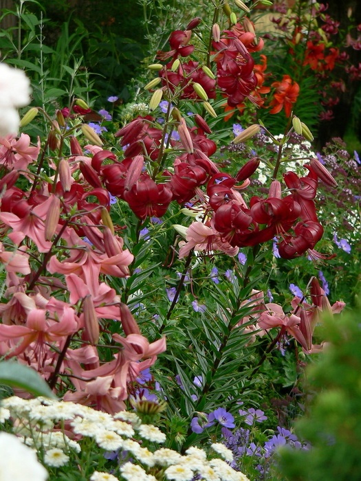 'A Big Hobby - My Small City Garden'  photo