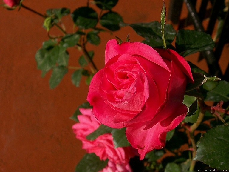 'Linn' rose photo