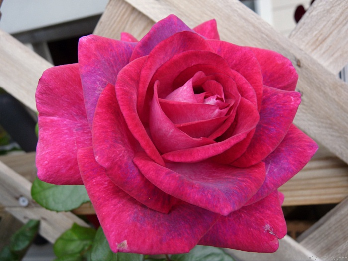 'Purple Passion ™' rose photo