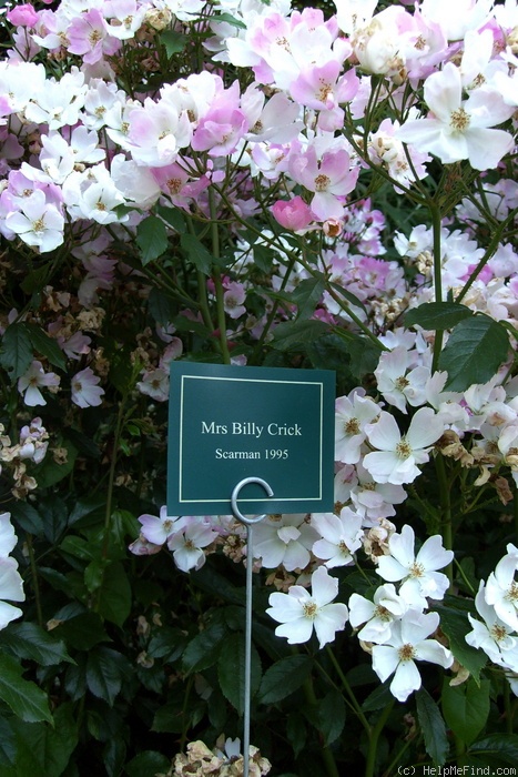 'Mrs. Billy Crick' rose photo
