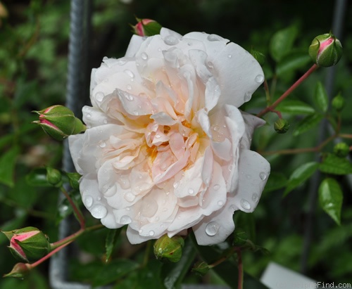'Elisa Robichon' rose photo