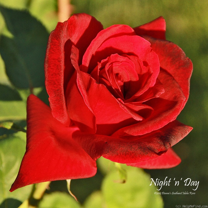 'Night 'n' Day' rose photo