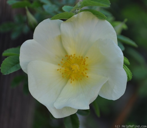 '<i>Rosa pteragonis cantabrigiensis</i>' rose photo