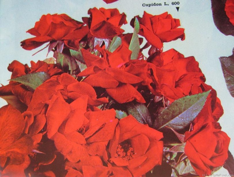 'Cupidon (floribunda, Gaujard, 1966)' rose photo