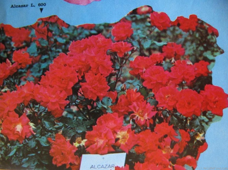 'Alcazar (floribunda, Gaujard, 1960)' rose photo