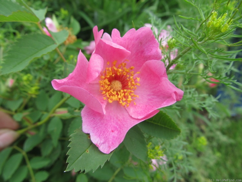 'Ark-OP' rose photo