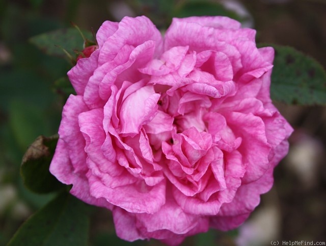 'Anne (alba, Asger, 2009)' rose photo
