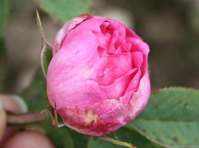 'Anne (alba, Asger, 2009)' rose photo