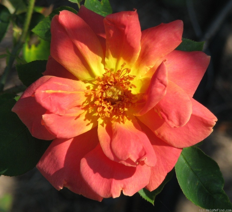 'Dazla (pernetiana, Cant, 1930)' rose photo