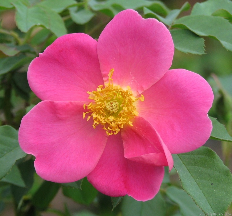 'Ann (shrub, Austin, 1997)' rose photo