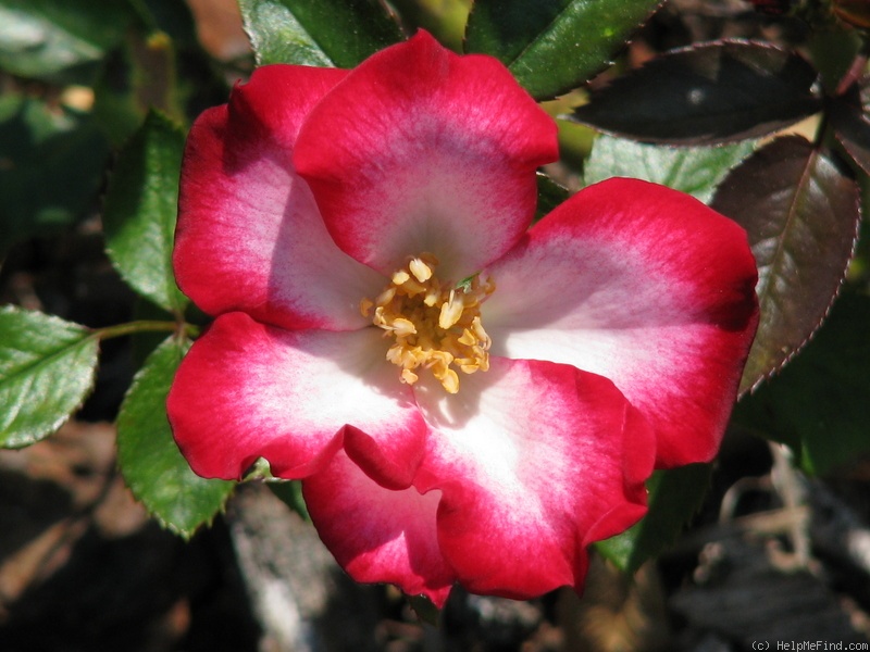 'Glamour Girl (mini-flora, Clements 1992)' rose photo