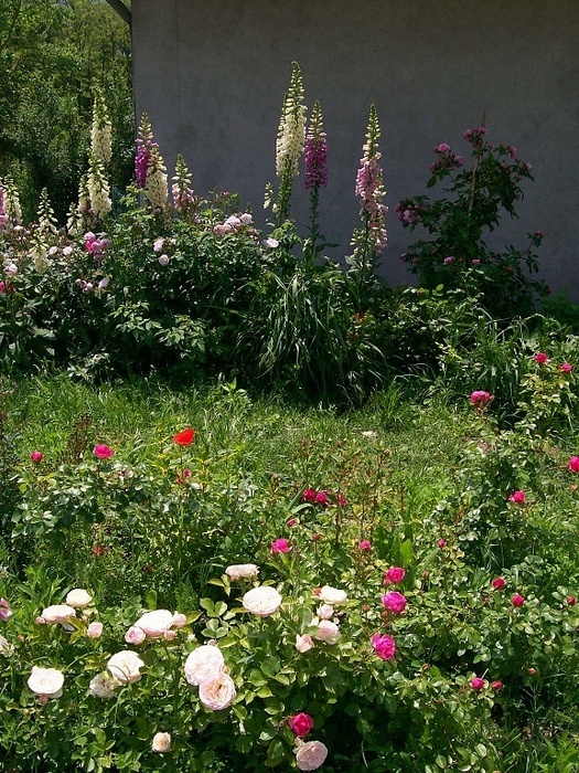 'Il Giardino dei Pigri (The Garden for the Lazy)'  photo