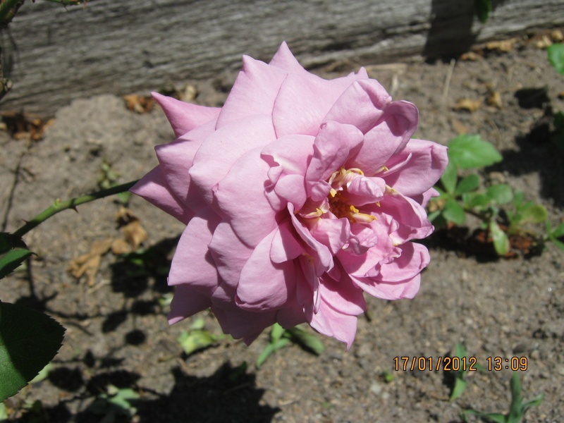 'Africa Star' rose photo