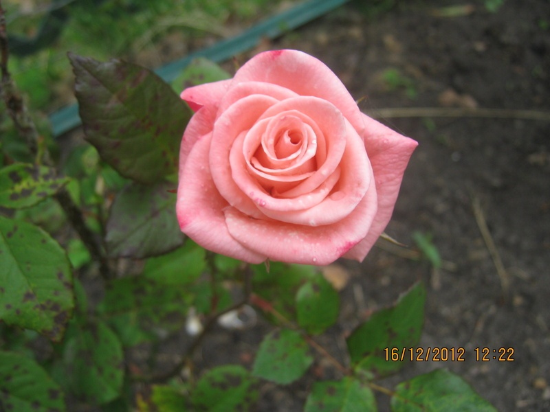'Kiss ® (floribunda, Kordes 1988)' rose photo