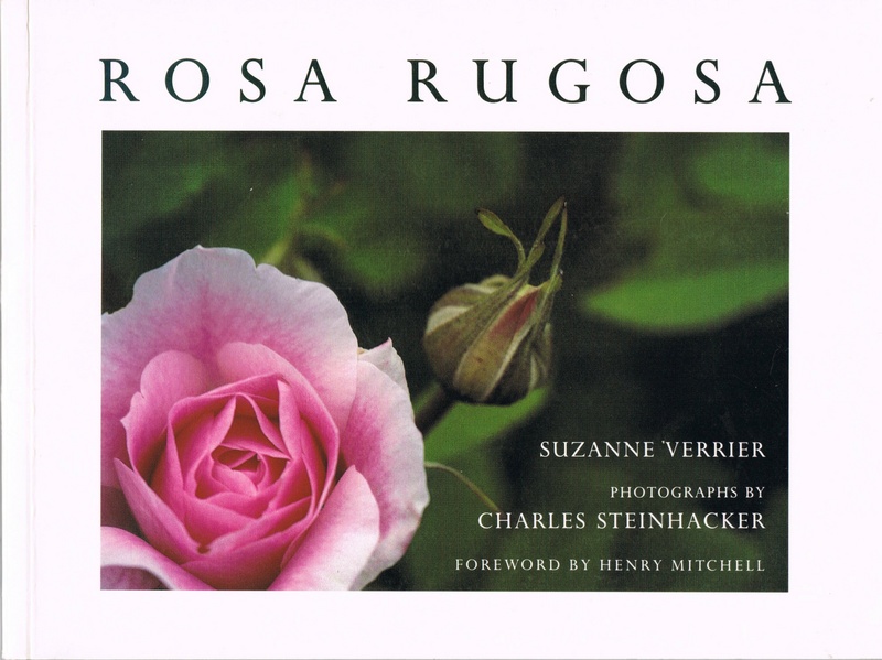 'Rosa Rugosa'  photo
