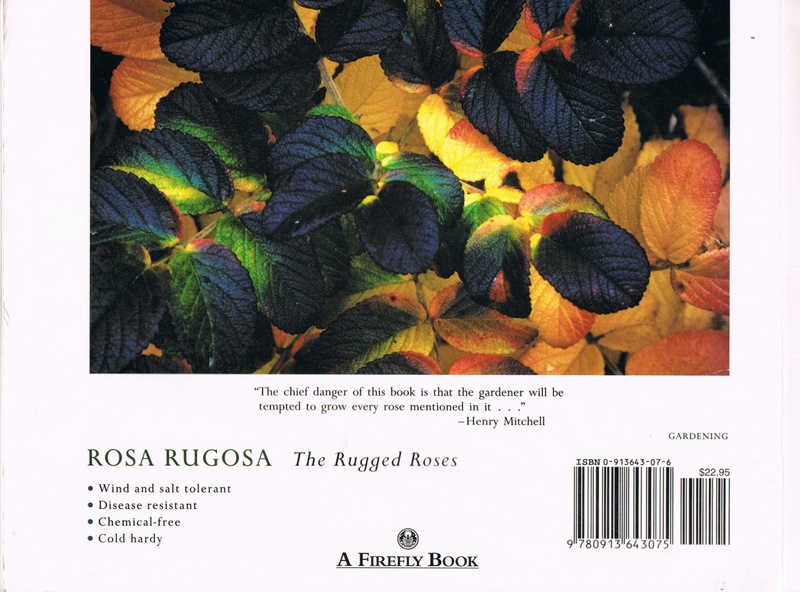 'Rosa Rugosa'  photo