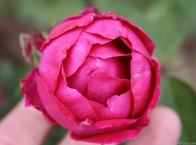 'Amiral Gravina' rose photo