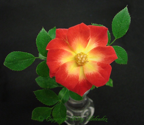 'Why Not (miniature, Moore, 1983)' rose photo