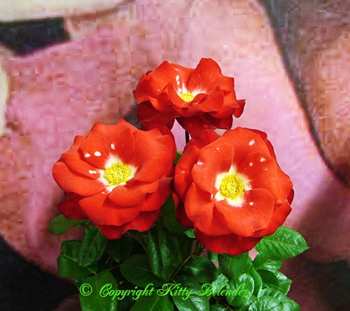 'Ladybug (floribunda, Meilland, 2001)' rose photo
