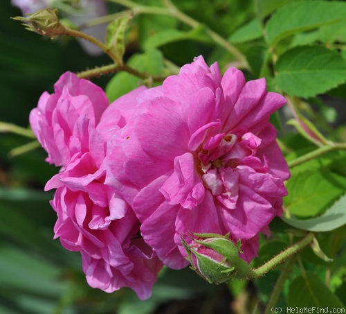 'Blush Damask' rose photo