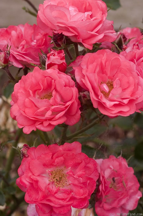 'Coral Drift ®' rose photo