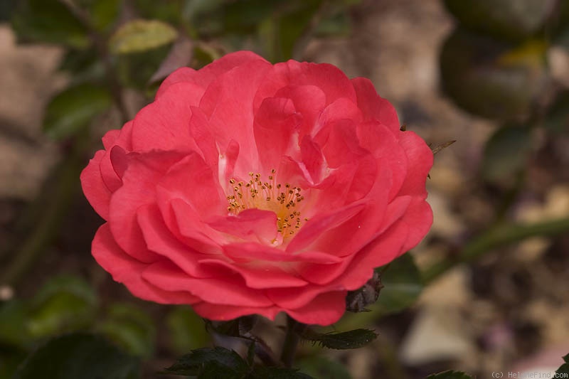 'Coral Drift ®' rose photo
