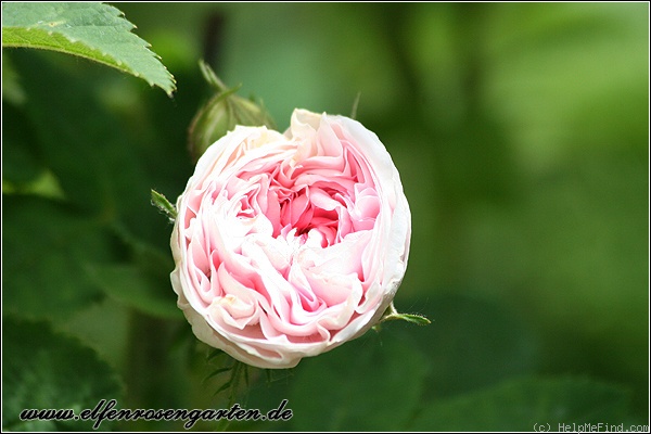 'Félicité Parmentier' rose photo