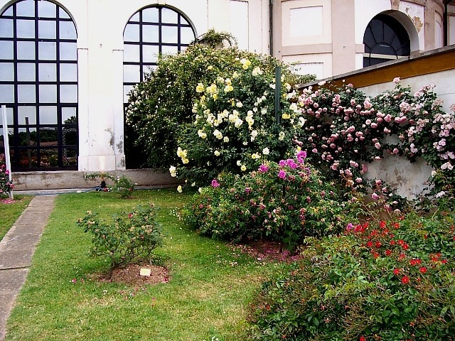 'Roseto Niso Fumagalli'  photo