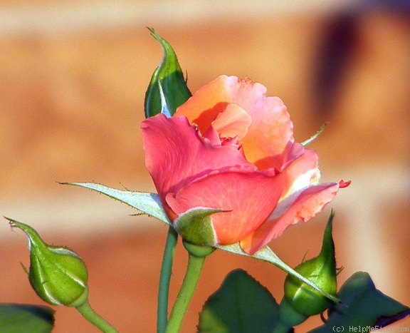 'Tuscan Sun ™' rose, click to enlarge 'Tuscan Sun ™' rose photo