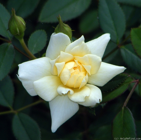 'Softee (miniature, Moore 1983)' rose photo