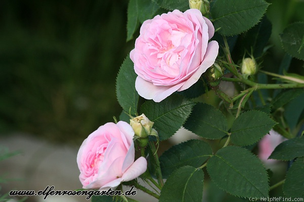 'Alba Maiden's Blush' rose photo