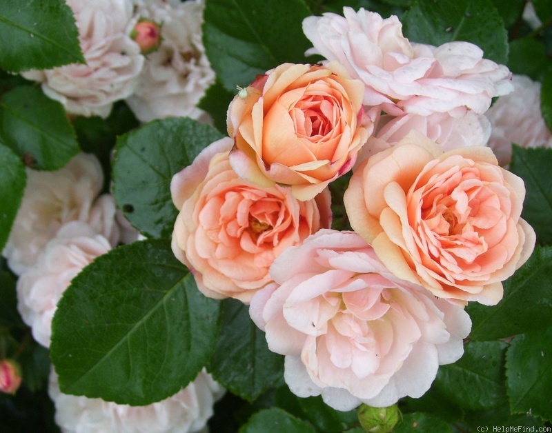 'Bordure Nacrée ®' rose photo