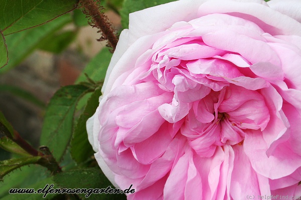 'Muscosa' rose photo