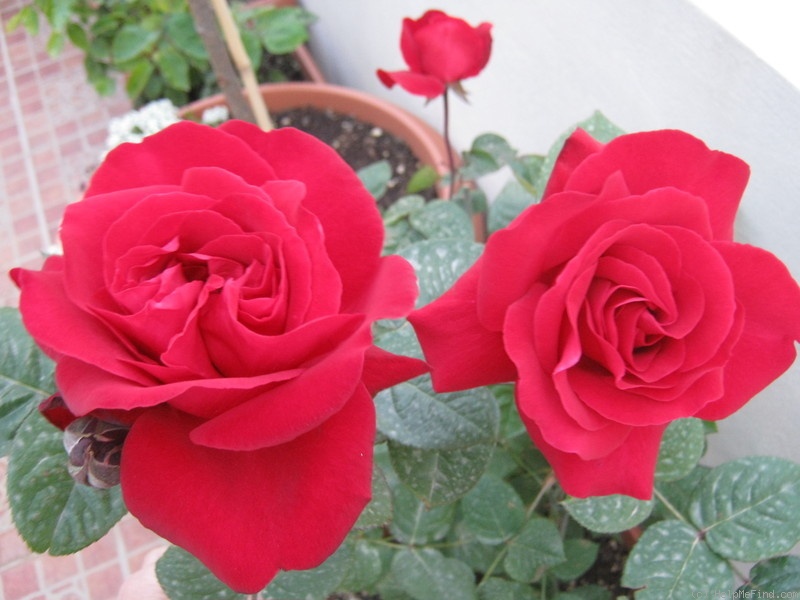 'Mister Lincoln' rose, click to enlarge 'Mister Lincoln' rose photo