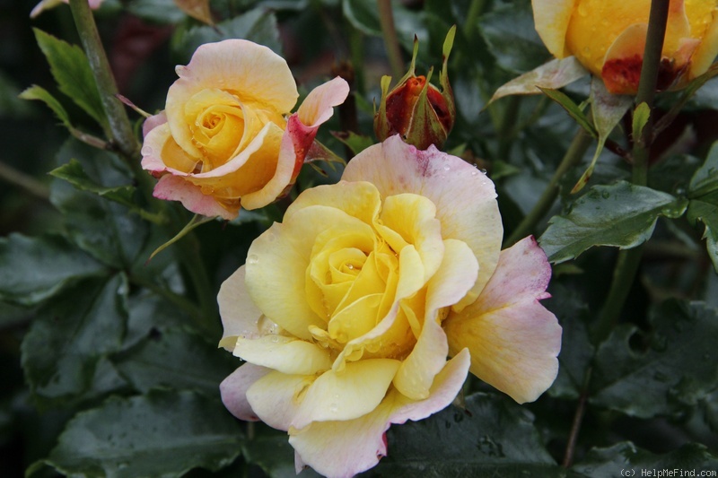 'Rose der Hoffnung ®' rose photo