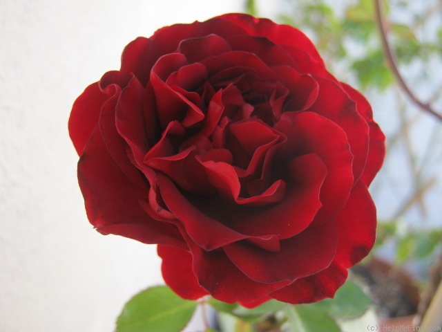 'Isabel Renaissance' rose photo