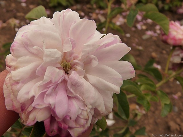 'Marie Antoinette (hybrid china, Unknown, pre 1836)' rose photo