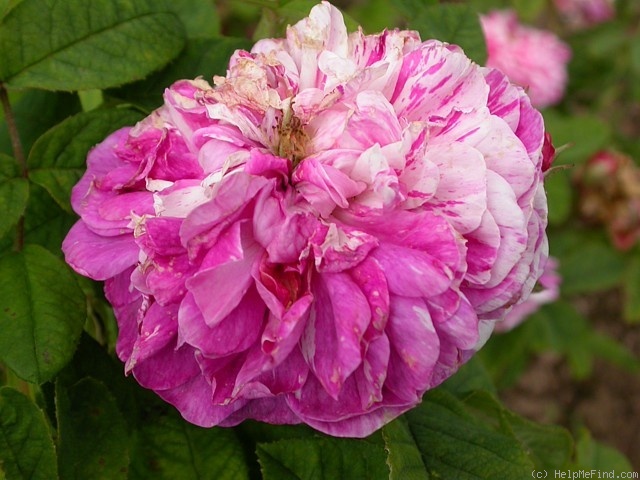 'Madame d'Hébray (gallica, Pradel, 1857)' rose photo