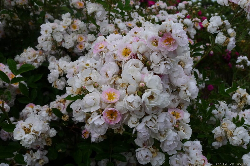 'Abigail Adams' rose photo