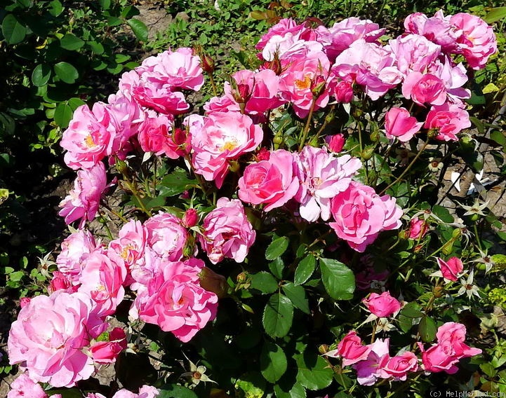 'Bethlen Gábor emléke' rose photo