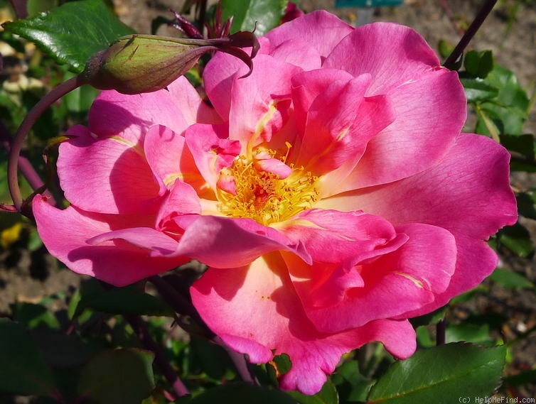 'Comtesse du Cayla' rose photo